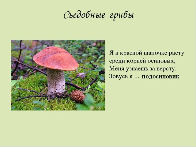Презентация по окружающему миру. Загадки о грибах. Для детей старшего дошкольного возраста.