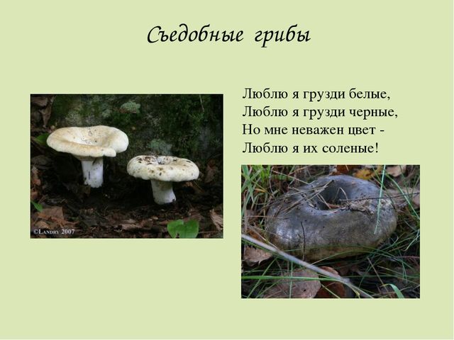 Презентация по окружающему миру. Загадки о грибах. Для детей старшего дошкольного возраста.