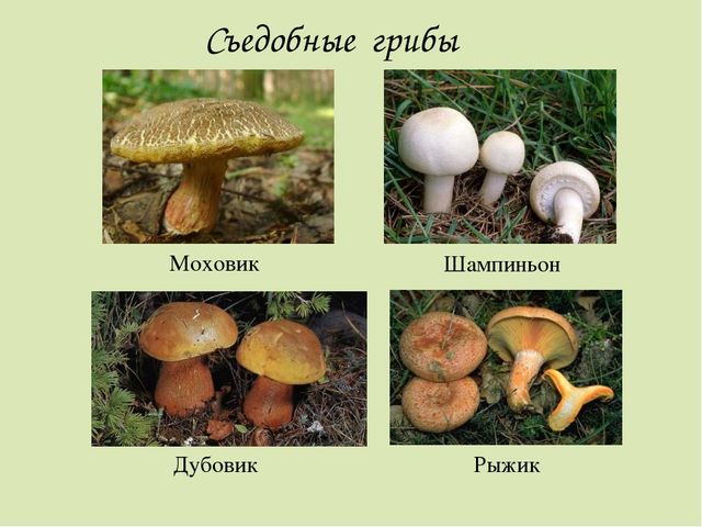 Презентация по окружающему миру. Загадки о грибах. Для детей старшего дошкольного возраста.