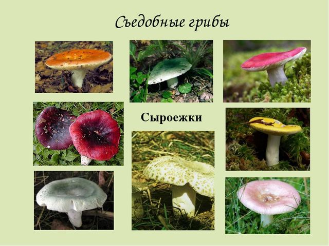 Презентация по окружающему миру. Загадки о грибах. Для детей старшего дошкольного возраста.