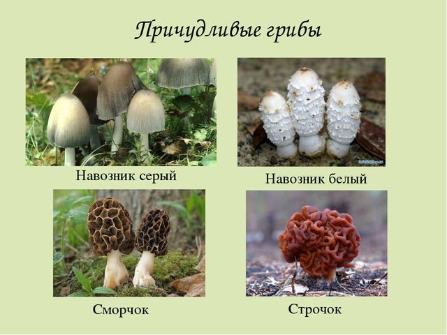 Презентация по окружающему миру. Загадки о грибах. Для детей старшего дошкольного возраста.