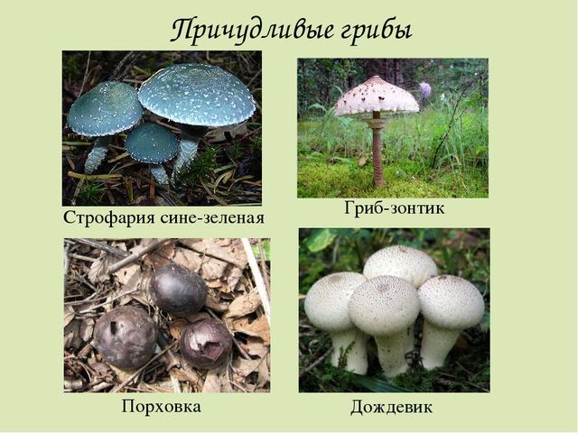 Презентация по окружающему миру. Загадки о грибах. Для детей старшего дошкольного возраста.