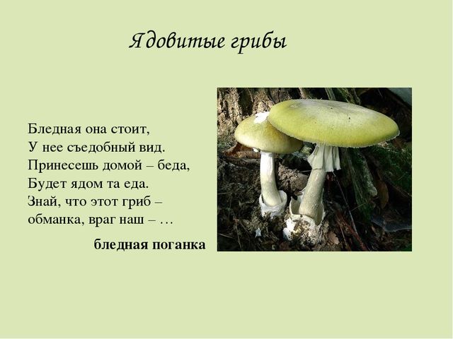 Презентация по окружающему миру. Загадки о грибах. Для детей старшего дошкольного возраста.