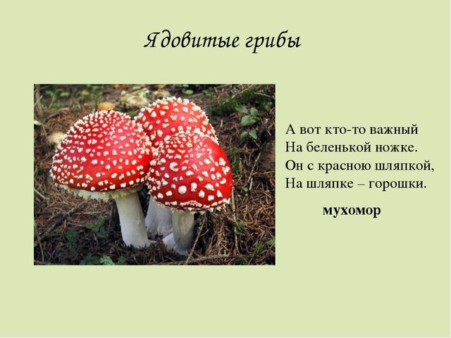 Презентация по окружающему миру. Загадки о грибах. Для детей старшего дошкольного возраста.