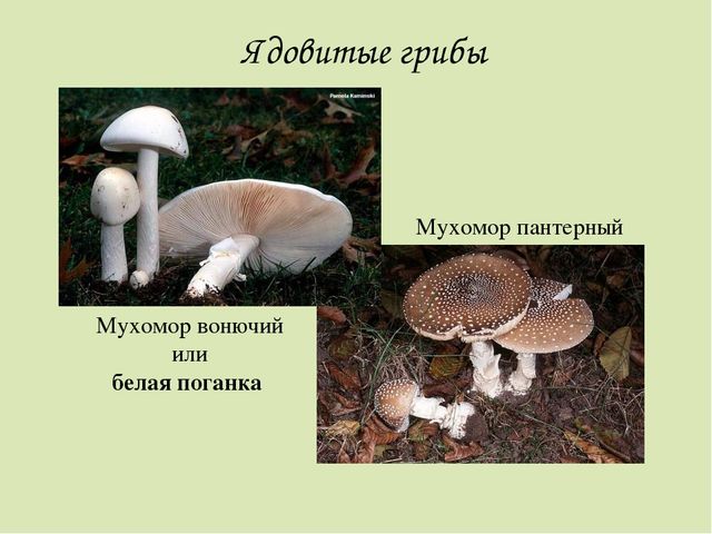 Презентация по окружающему миру. Загадки о грибах. Для детей старшего дошкольного возраста.