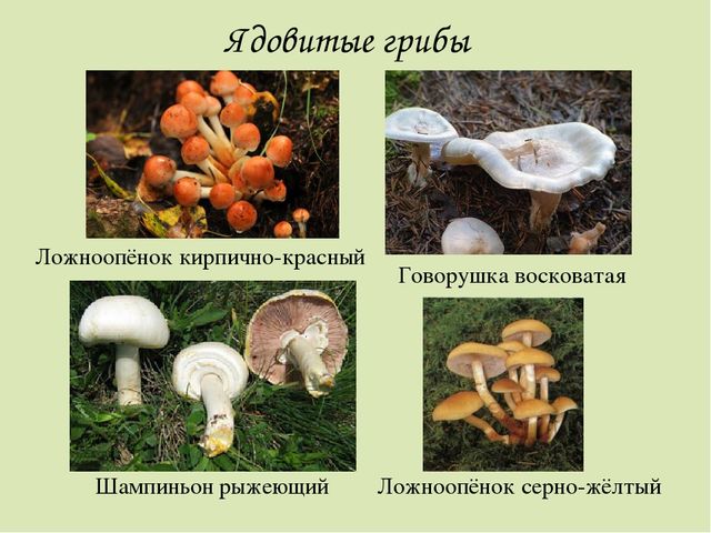 Презентация по окружающему миру. Загадки о грибах. Для детей старшего дошкольного возраста.