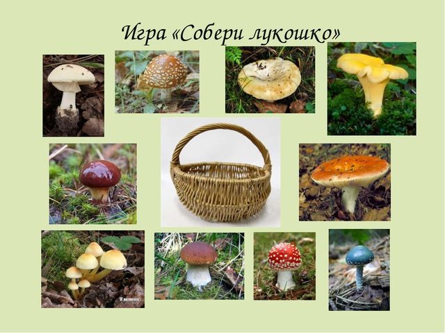 Презентация по окружающему миру. Загадки о грибах. Для детей старшего дошкольного возраста.
