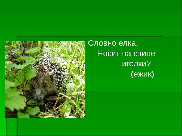 Презентация по экологическому воспитанию "Берегите елочку!"