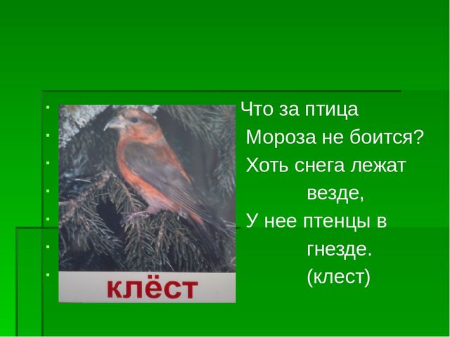 Презентация по экологическому воспитанию "Берегите елочку!"