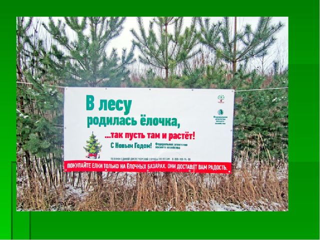 Презентация по экологическому воспитанию "Берегите елочку!"