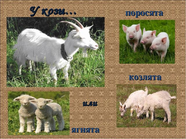 Презентация по познанию на тему "У кого кто домашние животные"