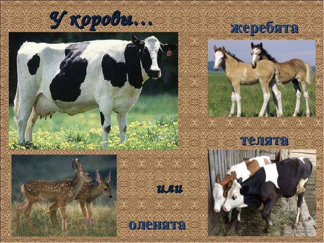 Презентация по познанию на тему "У кого кто домашние животные"