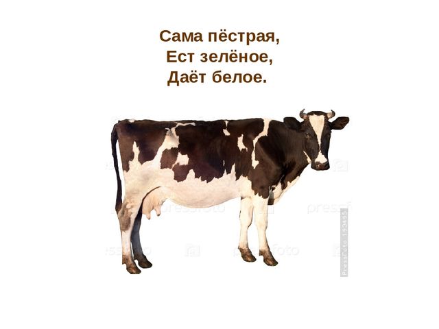 Презентация по развитию речи "Домашние животные"