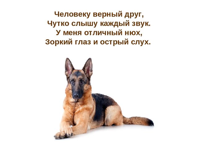 Презентация по развитию речи "Домашние животные"
