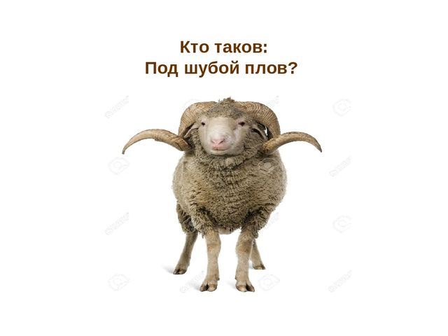 Презентация по развитию речи "Домашние животные"