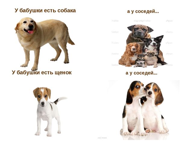 Презентация по развитию речи "Домашние животные"