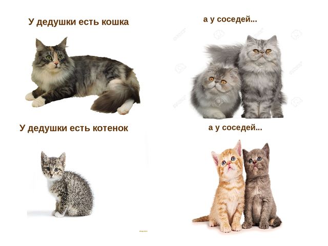 Презентация по развитию речи "Домашние животные"
