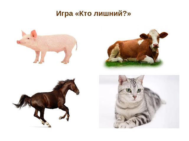 Презентация по развитию речи "Домашние животные"