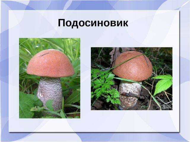 Презентация к музыкальному занятию: "День рождения Земли"