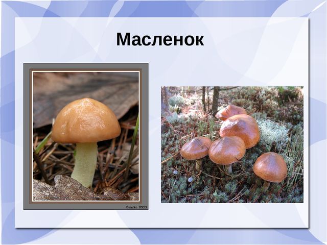 Презентация к музыкальному занятию: "День рождения Земли"