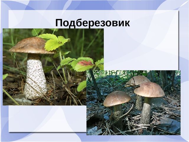 Презентация к музыкальному занятию: "День рождения Земли"