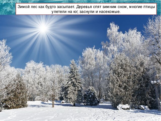 Презентация ознакомление с окружающим на тему: "Зимушка - Зима".