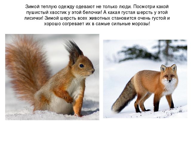 Презентация ознакомление с окружающим на тему: "Зимушка - Зима".