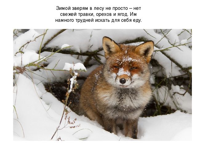 Презентация ознакомление с окружающим на тему: "Зимушка - Зима".