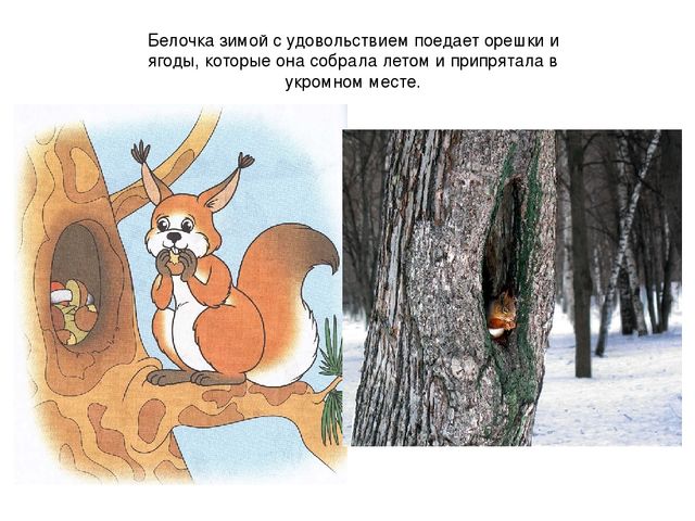 Презентация ознакомление с окружающим на тему: "Зимушка - Зима".