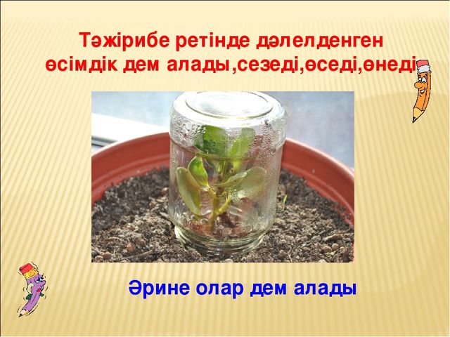 Проектное работа на тему "Гул (цветы)"