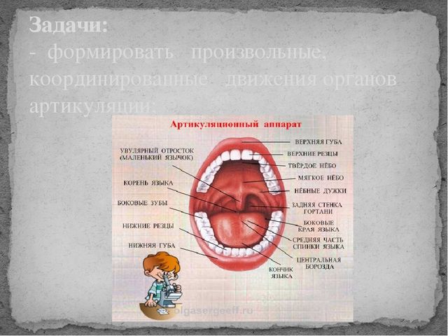 Кружок по развитию речи и совершенствованию моторики органов артикуляции «Веселый язычок» (средняя группа)