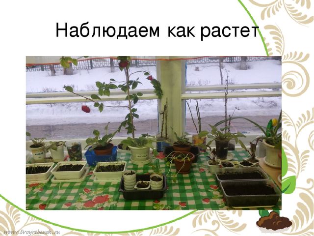 Проект в подготовительной группе "Огород на подоконнике"