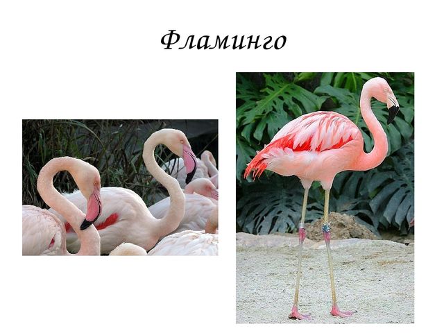 Презентация для детей детского сада "Птицы жарких стран".
