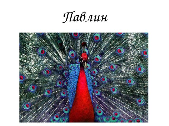 Презентация для детей детского сада "Птицы жарких стран".