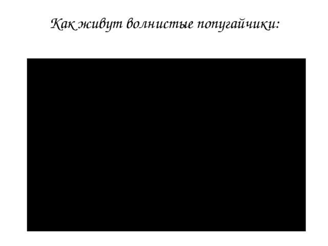 Презентация для детей детского сада "Птицы жарких стран".