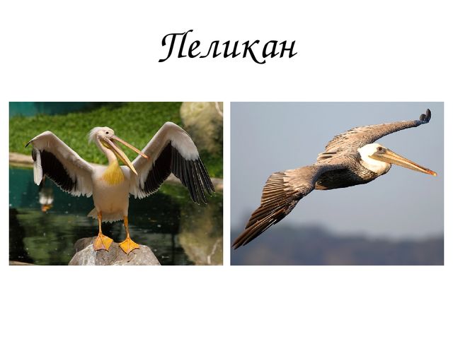 Презентация для детей детского сада "Птицы жарких стран".