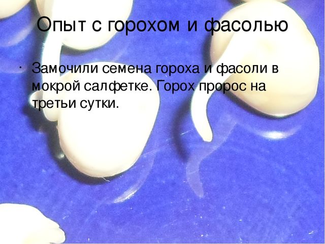 Проект "Огород на окне"