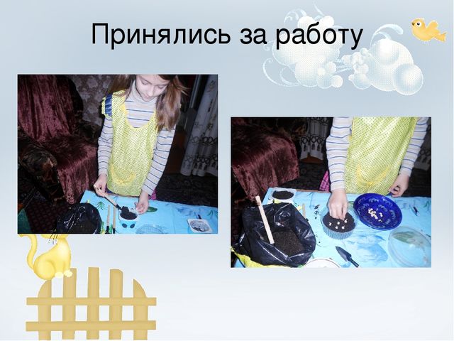 Проект "Огород на окне"