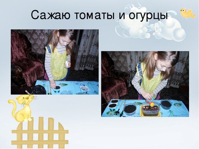Проект "Огород на окне"