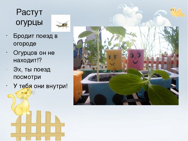 Проект "Огород на окне"