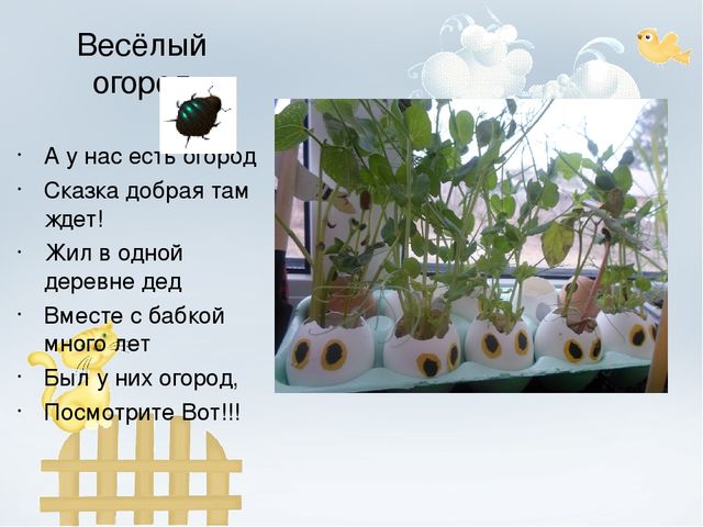 Проект "Огород на окне"