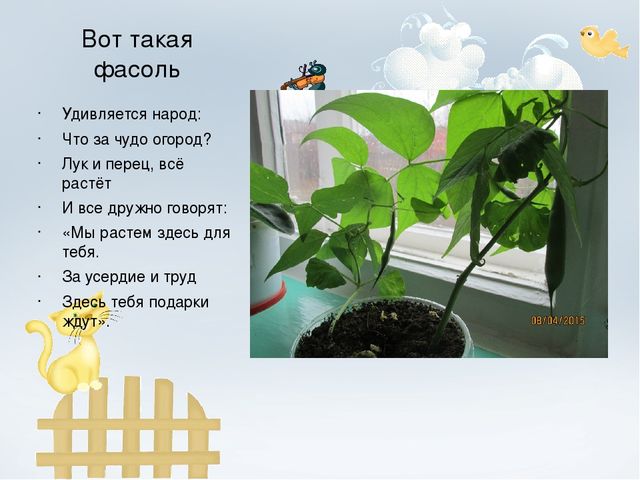 Проект "Огород на окне"
