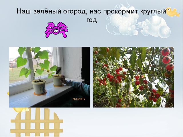 Проект "Огород на окне"
