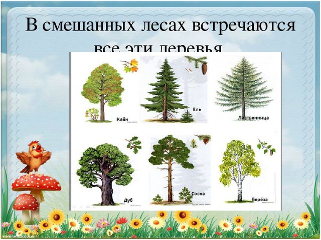 Презентация по экологии "Старичек лесовичек приглашает детей в свой лес" (Дошкольное образование)