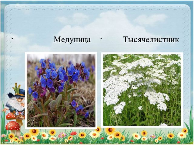 Презентация по экологии "Старичек лесовичек приглашает детей в свой лес" (Дошкольное образование)