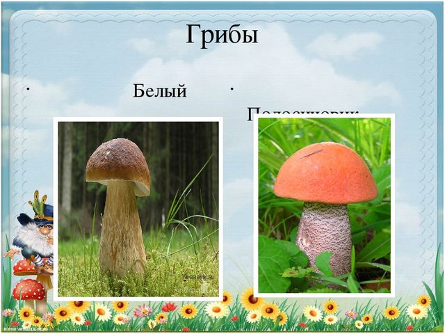 Презентация по экологии "Старичек лесовичек приглашает детей в свой лес" (Дошкольное образование)