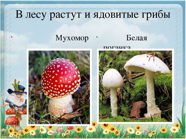 Презентация по экологии "Старичек лесовичек приглашает детей в свой лес" (Дошкольное образование)