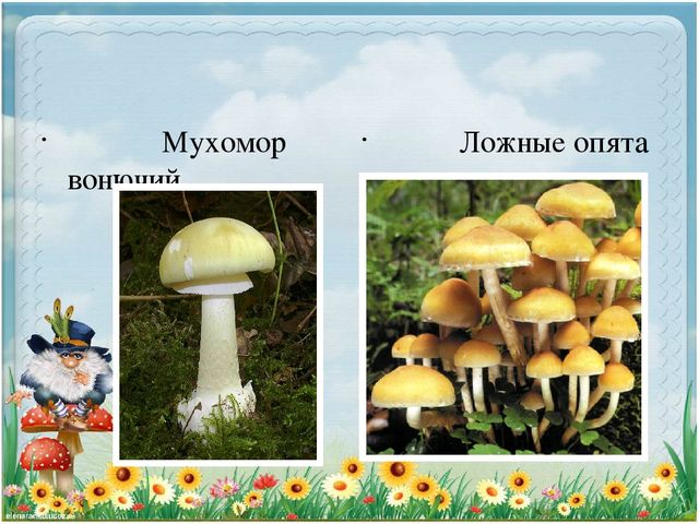 Презентация по экологии "Старичек лесовичек приглашает детей в свой лес" (Дошкольное образование)