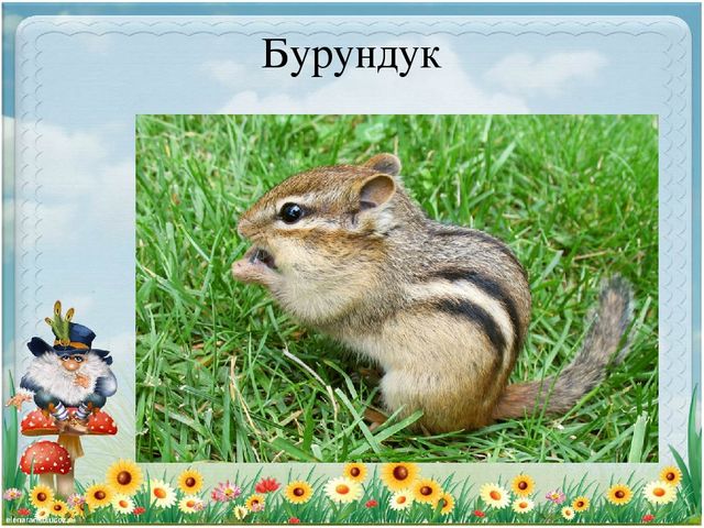 Презентация по экологии "Старичек лесовичек приглашает детей в свой лес" (Дошкольное образование)