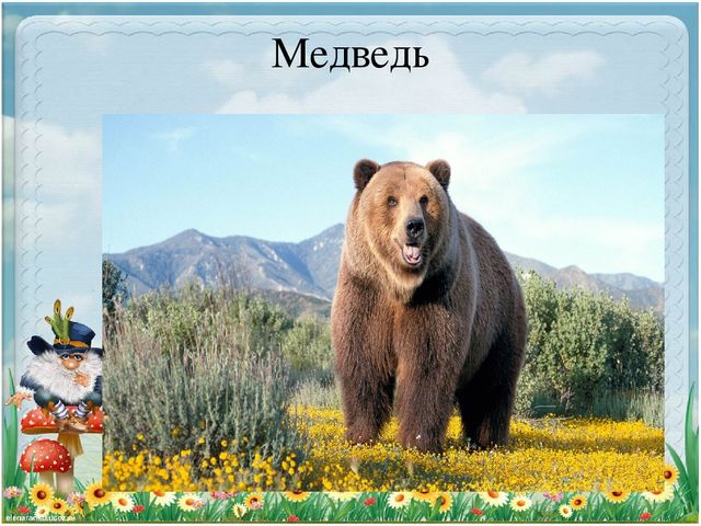 Презентация по экологии "Старичек лесовичек приглашает детей в свой лес" (Дошкольное образование)